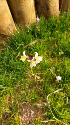 Linaria maroccana