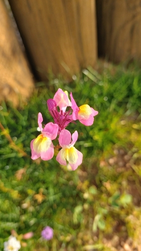 Linaria maroccana