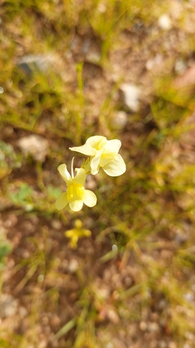 Linaria maroccana
