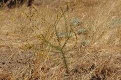 Holocarpha virgata virgata