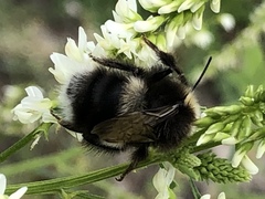 Bombus cryptarum