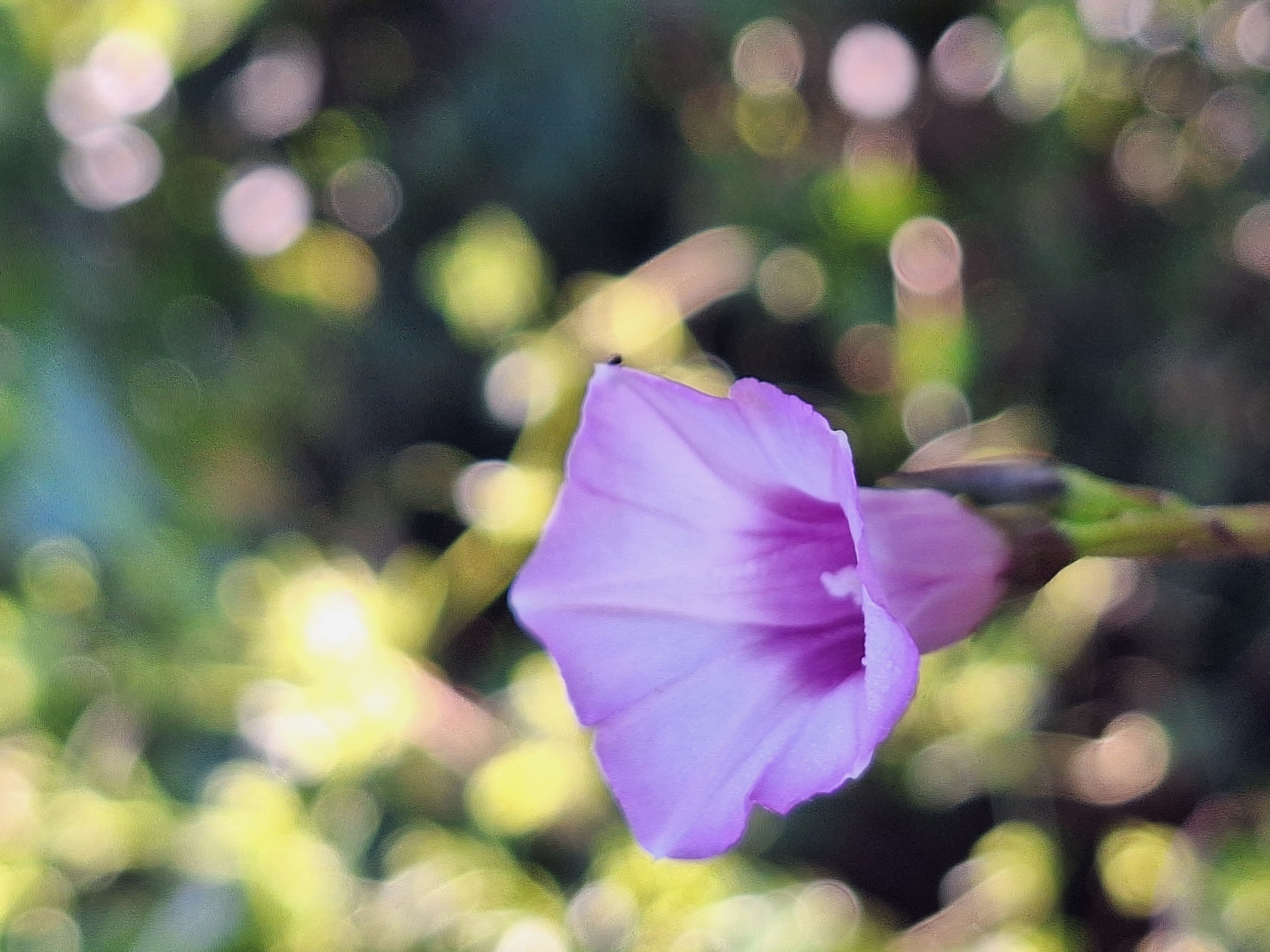 Imagem de Corda-de-viola