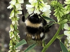 Bombus cryptarum