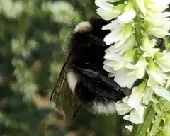 Bombus cryptarum