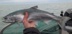 Coho Salmon photo 4