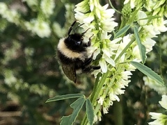 Bombus cryptarum