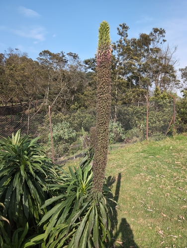 Lobelia nicotianifolia, photograph 3