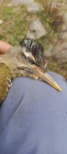 Scaly-bellied Woodpecker (Picus squamatus)