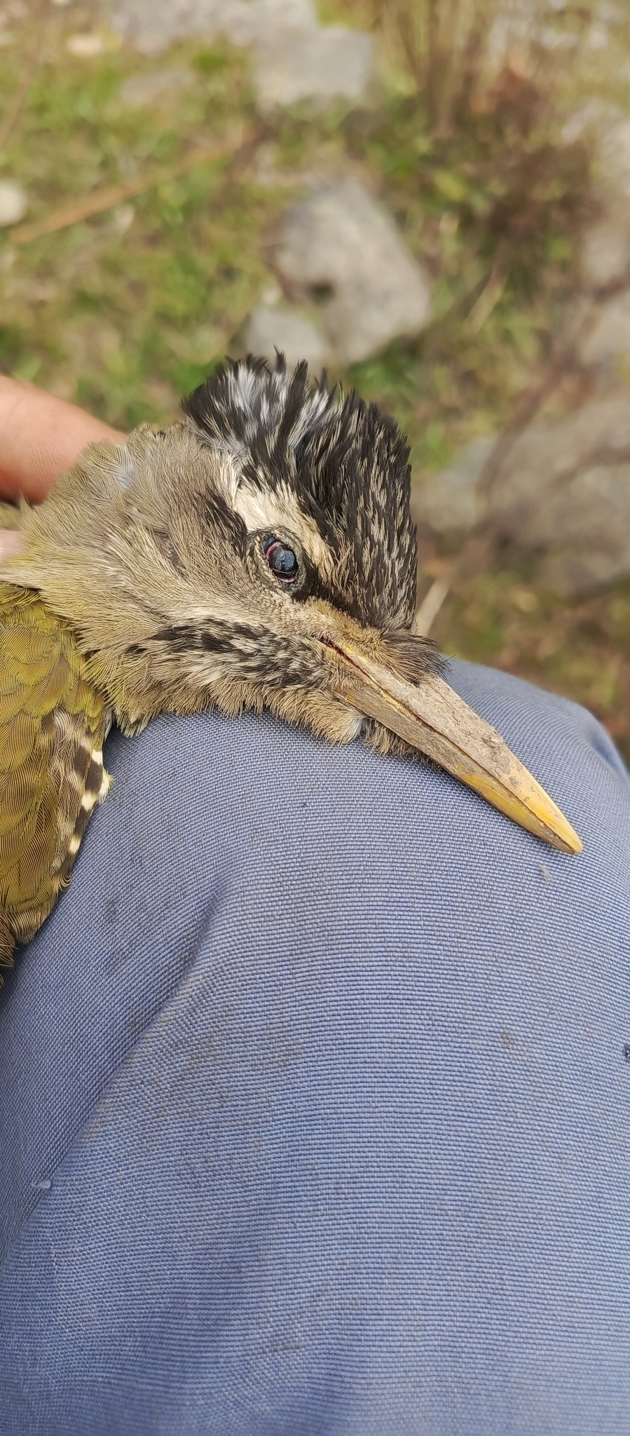 Scaly-bellied Woodpecker