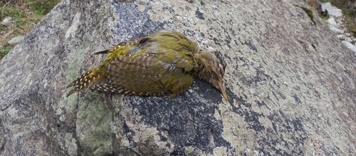 Scaly-bellied Woodpecker (Picus squamatus), photo 2