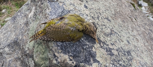 Scaly-bellied Woodpecker (Picus squamatus), photo 6