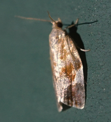 Clepsis persicana