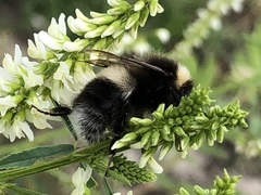 Bombus cryptarum