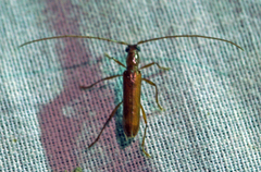 Psyrassa unicolor