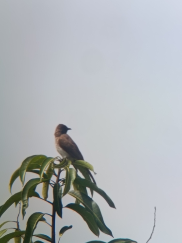 Common Bulbul
