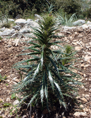 Ptilostemon casabonae