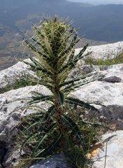 Ptilostemon casabonae