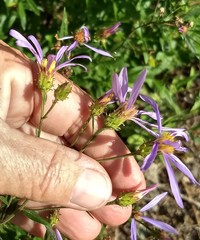 Eucephalus ledophyllus ledophyllus
