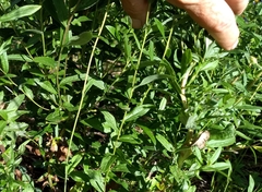 Eucephalus ledophyllus ledophyllus