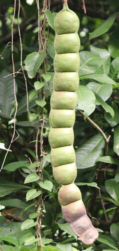 Foto de Sementes-de-macaco