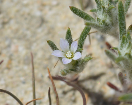 Rosamond woollystar (Eriastrum rosamondense)