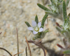 Eriastrum rosamondense