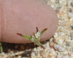 Eriastrum rosamondense