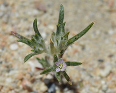Eriastrum rosamondense