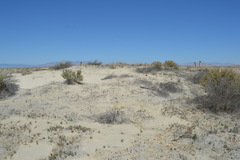 Eriastrum rosamondense