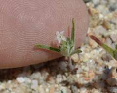 Eriastrum rosamondense