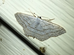 Scopula ancellata