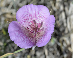 Calochortus striatus