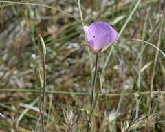 Calochortus striatus