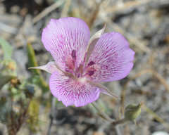 Calochortus striatus