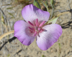 Calochortus striatus