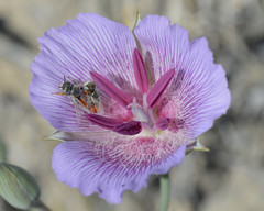 Calochortus striatus