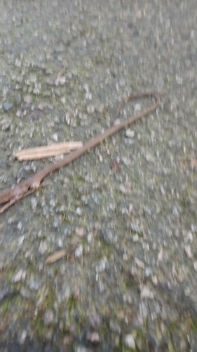 Head-striped Leaf-litter Snake