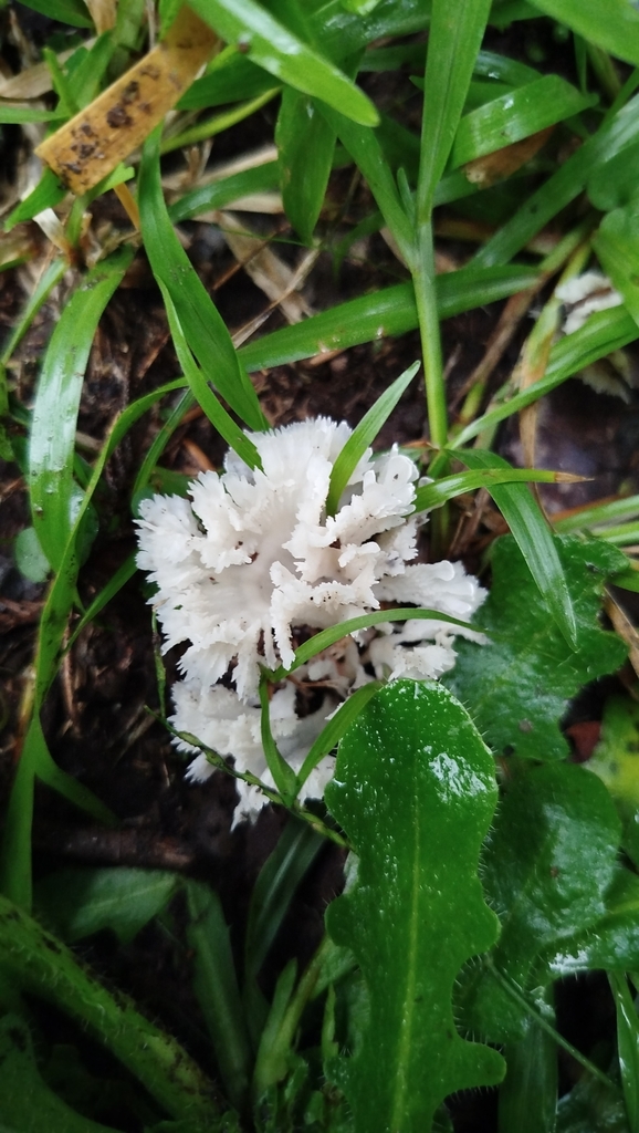 Irpex rosettiformis · March 2025 · photo: © maricel_centi (iNaturalist, cc-by-sa)