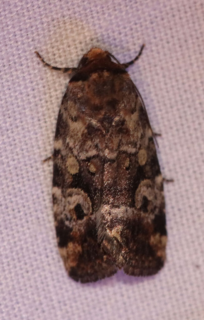 Festive and Pale-winged Midgets and Allies