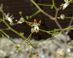 Nemacladus rubescens