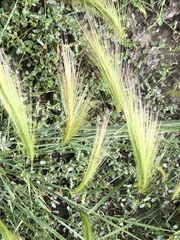 Hordeum jubatum