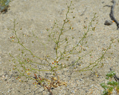 Nemacladus rubescens