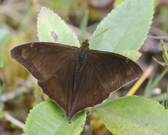 Corades pannonia