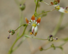 Nemacladus rubescens