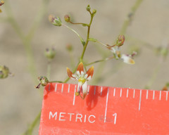 Nemacladus rubescens