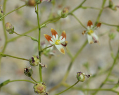 Nemacladus rubescens