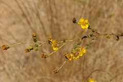 Holocarpha virgata virgata