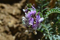 Astragalus gruinus