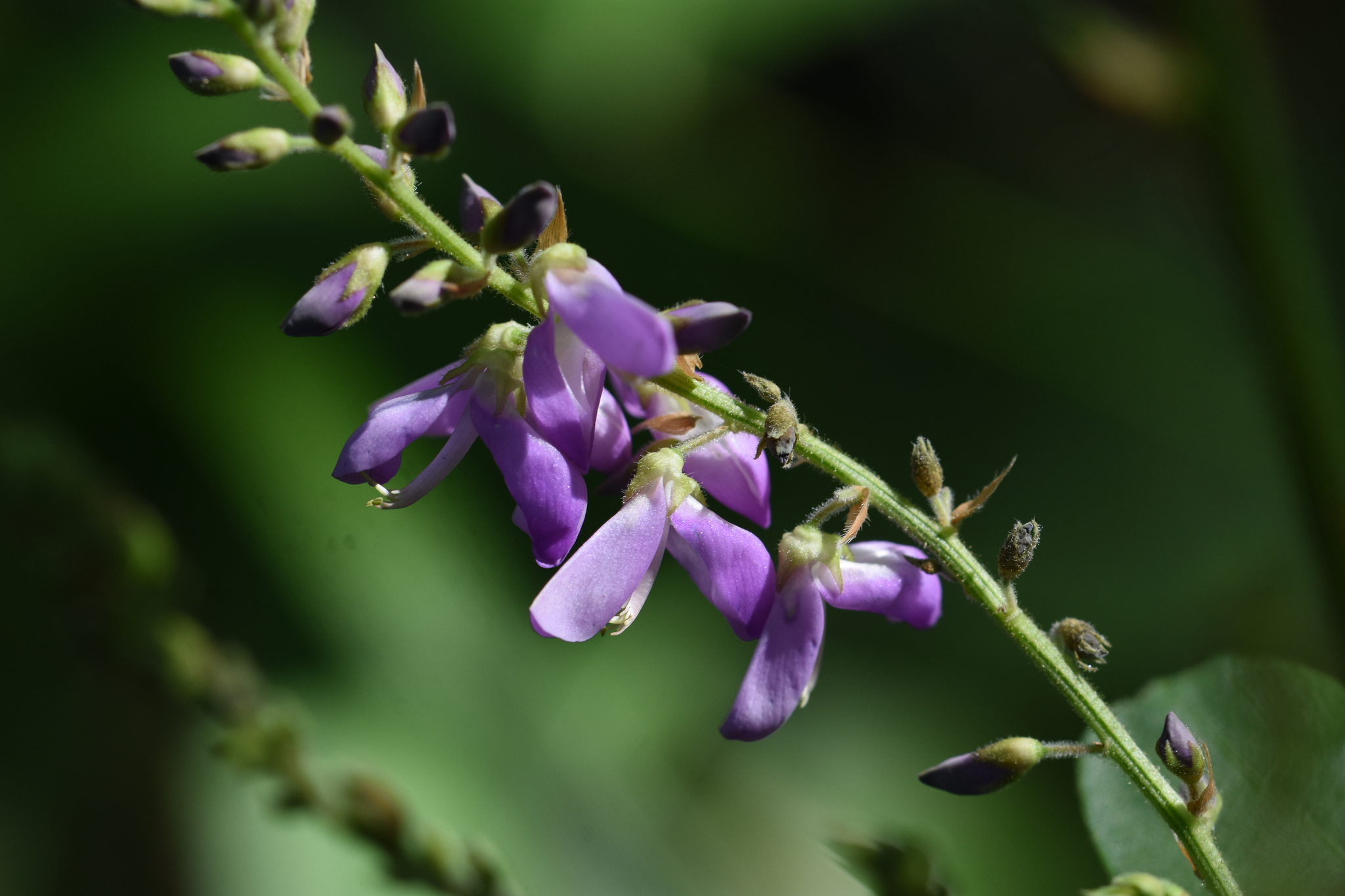 Desmodium cuspidatum var. longifolium