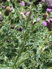 Cirsium arvense